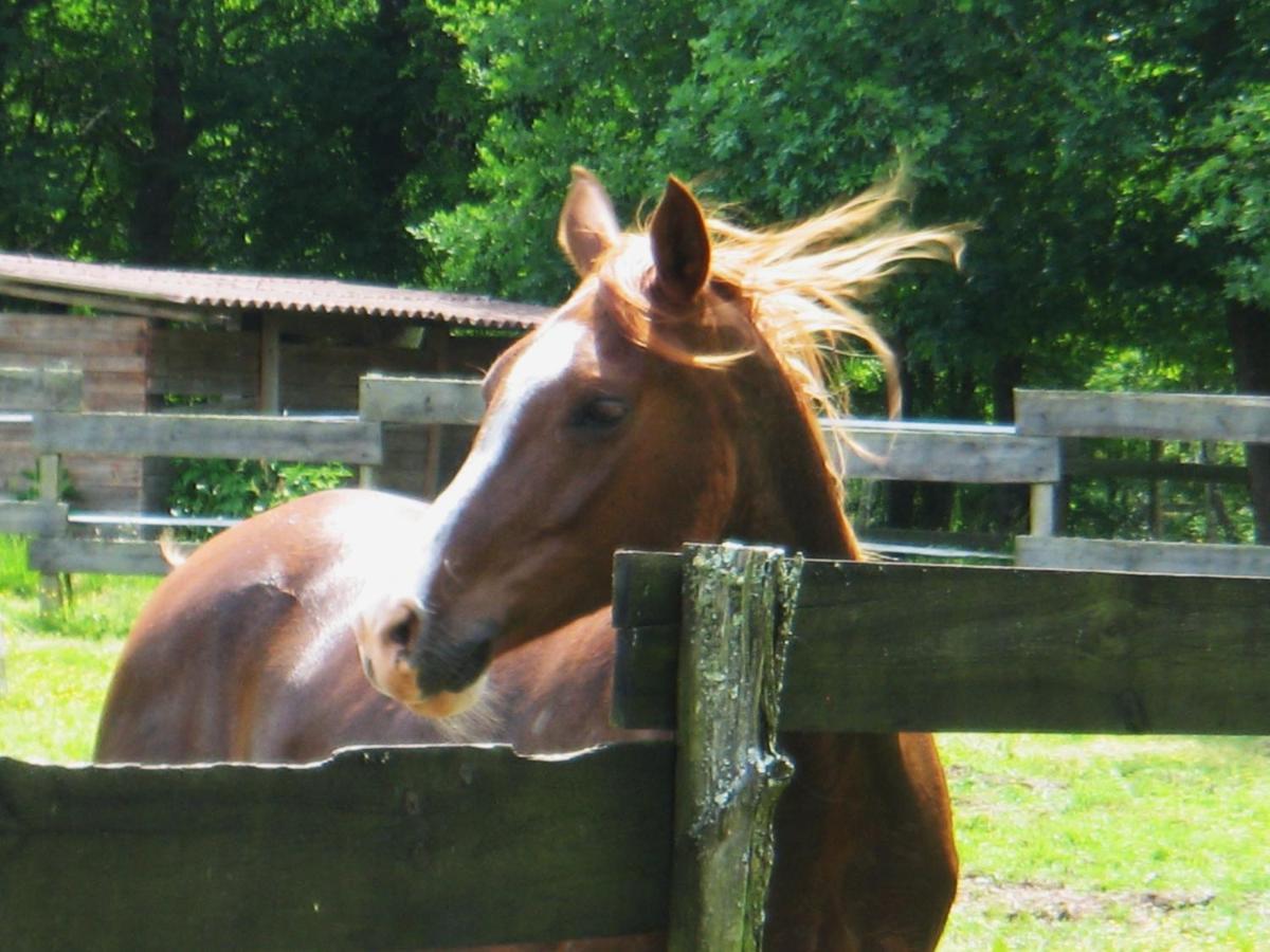 Bed and Breakfast Le Ranch Amadeus Saint-Paul-en-Born Exteriér fotografie