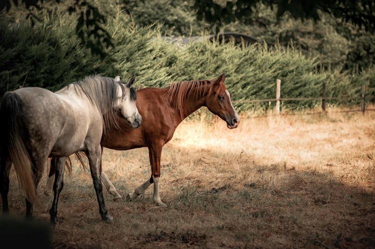 Bed and Breakfast Le Ranch Amadeus Saint-Paul-en-Born Exteriér fotografie